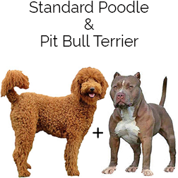 Pit Boodle Dog